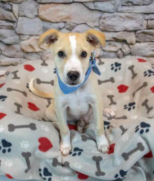DONUT - Hound / Retriever available for adoption