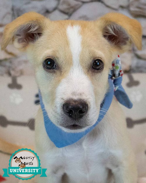 DONUT - Hound / Retriever available for adoption
