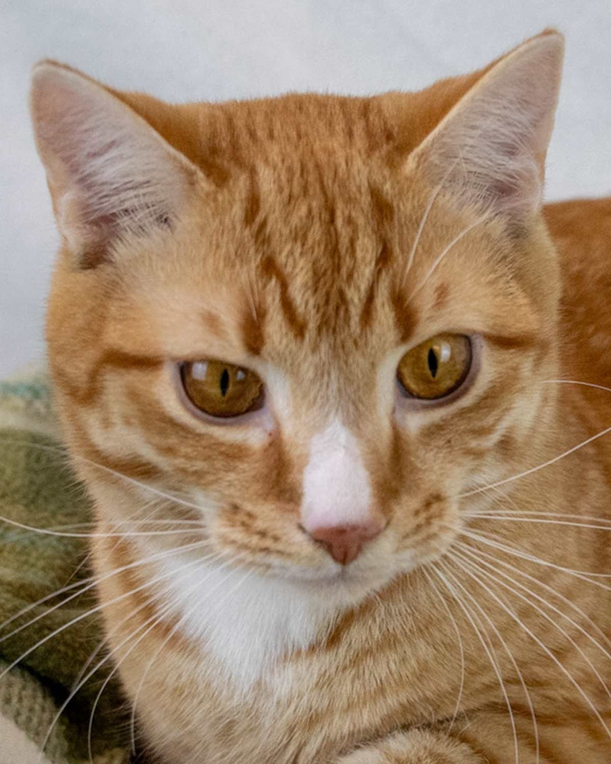 MARC ANTONY - Domestic Short Hair / Tabby available for adoption