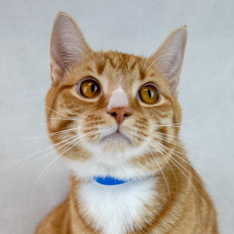 MARC ANTONY - Domestic Short Hair / Tabby available for adoption