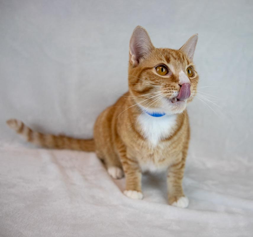 Marc Antony - Photo 3