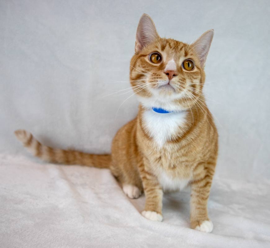 Marc Antony - Photo 4