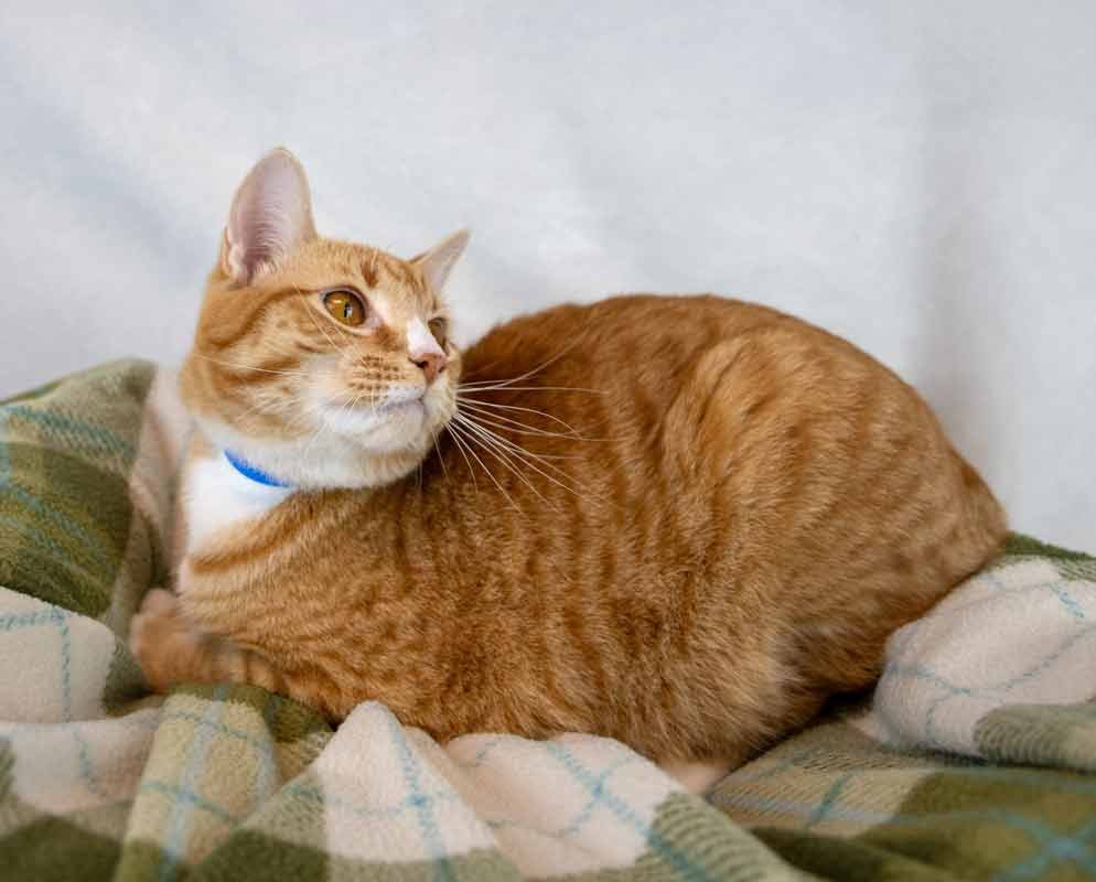 Marc Antony - Photo 5