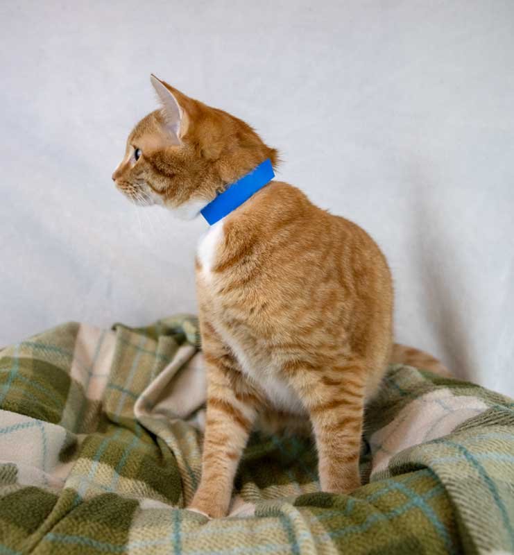 Marc Antony - Photo 6