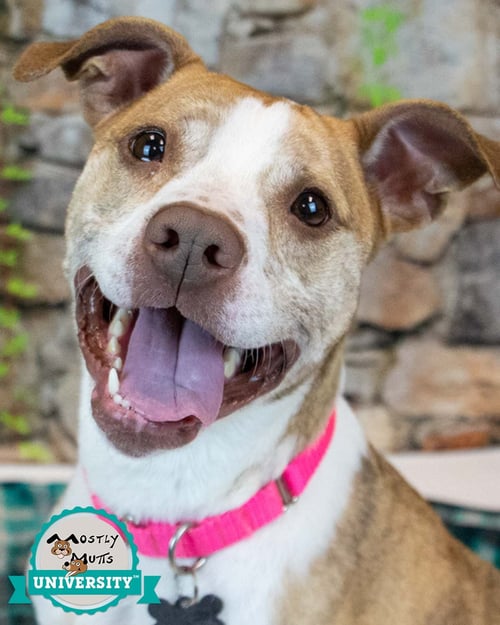 TARYN - Boxer available for adoption