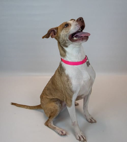 TARYN - Boxer available for adoption