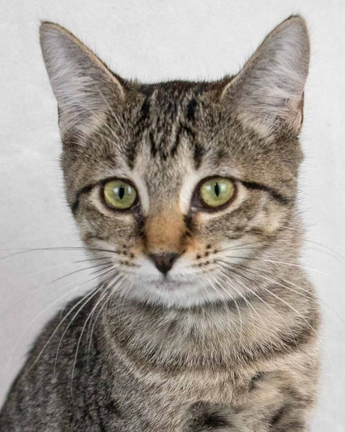 FLORENCE - Domestic Short Hair / Tabby available for adoption
