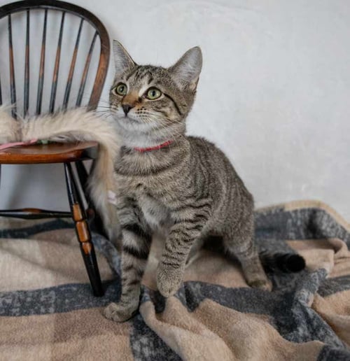 FLORENCE - Domestic Short Hair / Tabby available for adoption