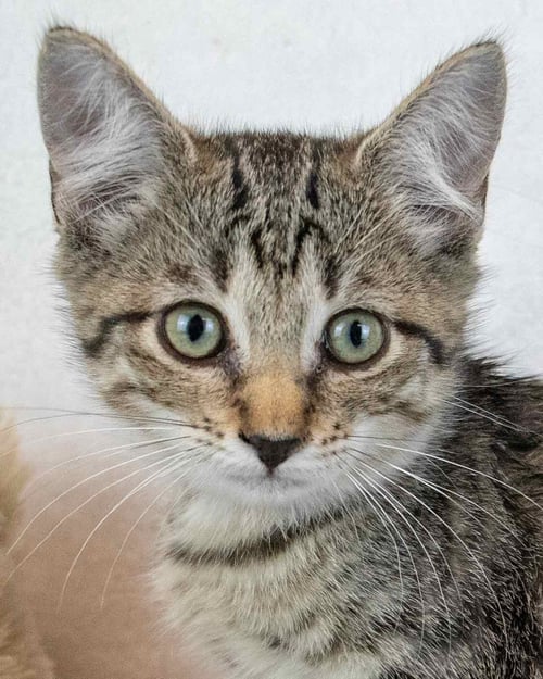 FLORENCE - Domestic Short Hair / Tabby for adoption in Sandy Springs