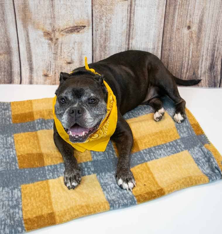 MINNIE - Bulldog available for adoption