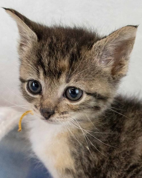 SALSA - Domestic Short Hair / Tabby for adoption in Atlanta