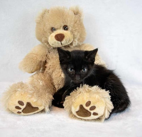 MILANO - Domestic Short Hair available for adoption