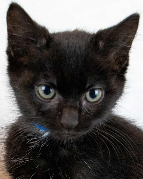 MILANO - Domestic Short Hair for adoption in Sandy Springs