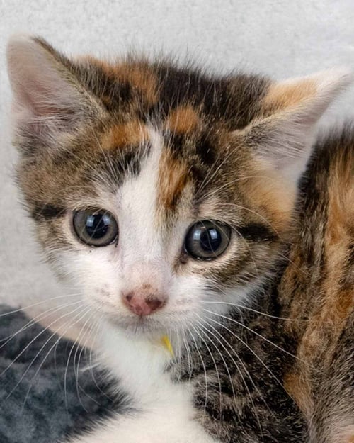 BABY - Domestic Short Hair / Calico available for adoption