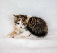 Baby - Photo 5