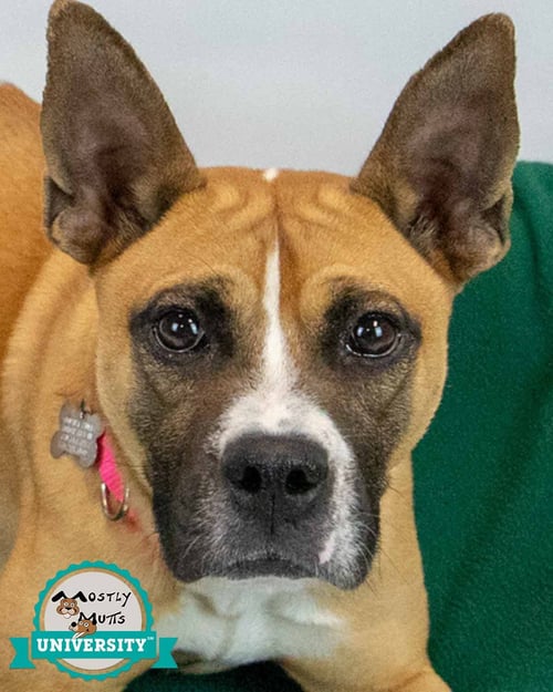 ADINA - Terrier available for adoption