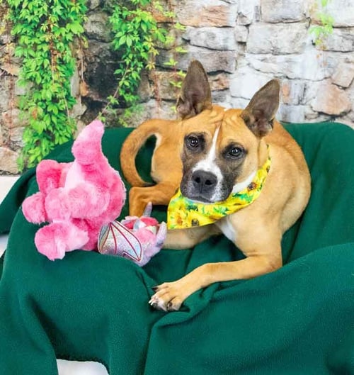 ADINA - Terrier available for adoption