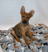 Malachi - Photo 4