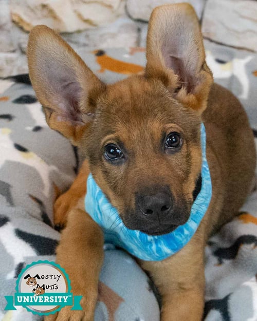 MALACHI - German Shepherd Dog available for adoption
