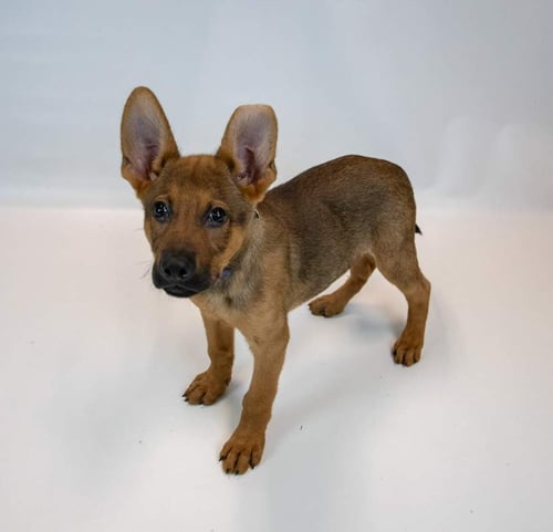 MALACHI - German Shepherd Dog available for adoption