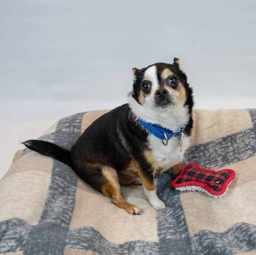 JESTER - Chihuahua available for adoption