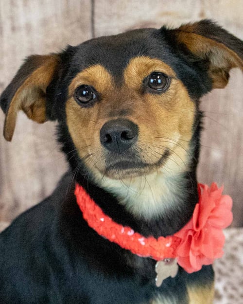 TRINITY - Beagle / Spaniel available for adoption