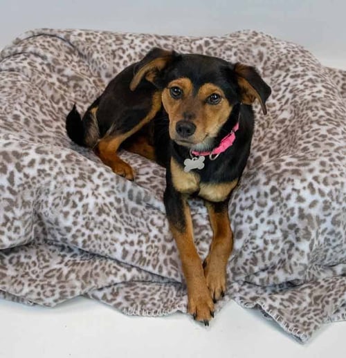 TRINITY - Beagle / Spaniel available for adoption