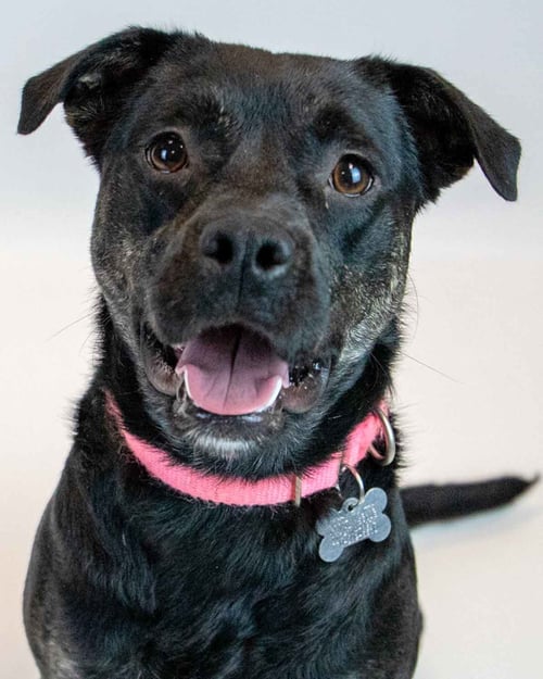 VIVIAN - Beagle / Pug available for adoption