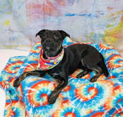 VIVIAN - Beagle / Pug available for adoption