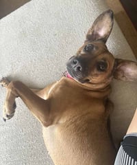 Josie - Photo 8