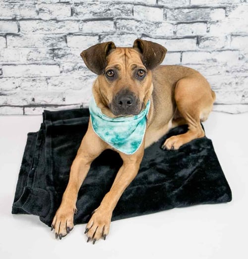 JOSIE - Hound available for adoption