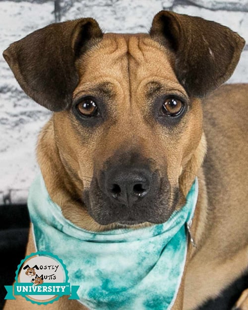 JOSIE - Hound available for adoption