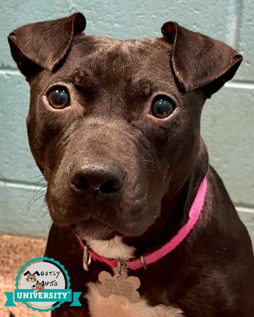 EMMY - Terrier / Labrador Retriever available for adoption