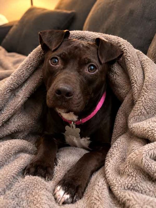 EMMY - Terrier / Labrador Retriever available for adoption