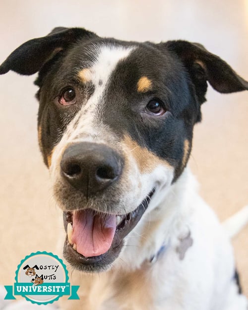 BOLTON - Hound / Boxer available for adoption