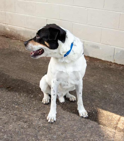 BOLTON - Hound / Boxer available for adoption