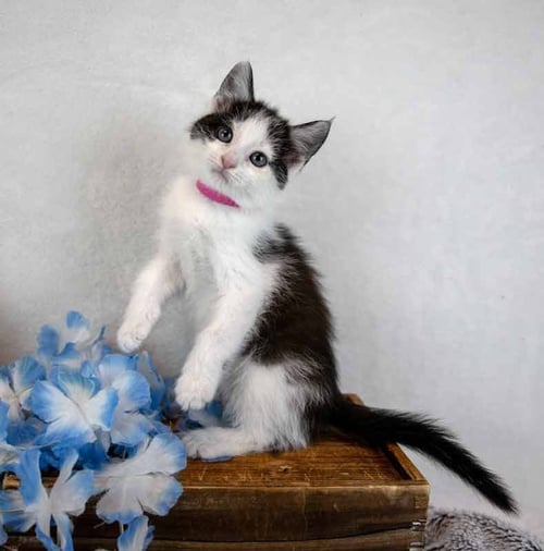 APEROL - Domestic Short Hair available for adoption