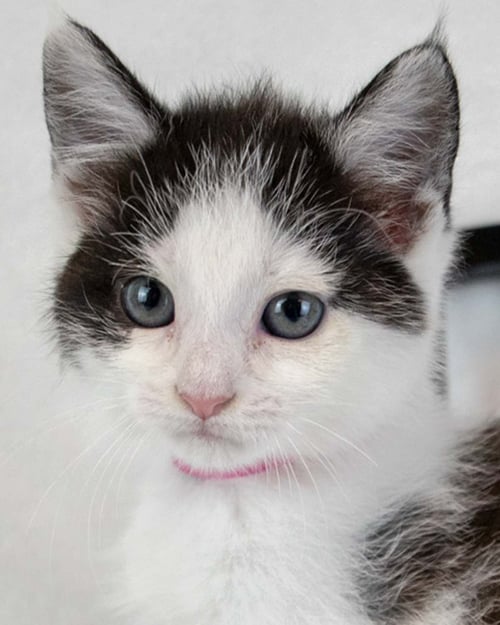APEROL - Domestic Short Hair for adoption in Sandy Springs