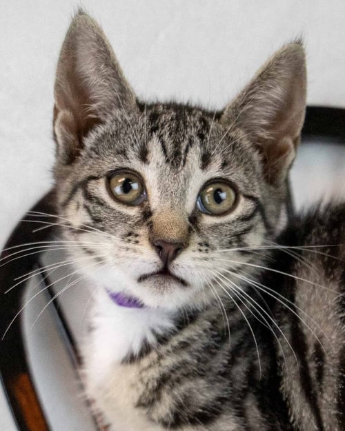 RAMONA - Domestic Short Hair / Tabby for adoption in Atlanta