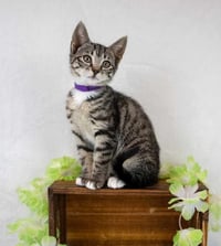 Ramona - Photo 5