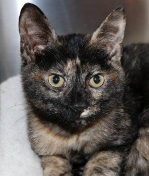 TWIGGY - Domestic Short Hair / Tortoiseshell available for adoption