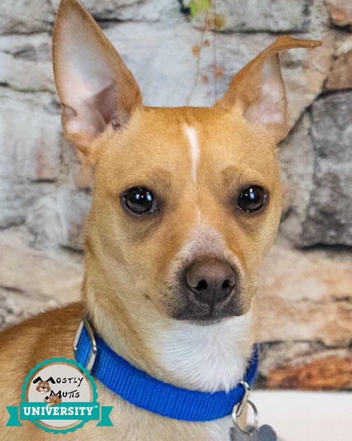 PASCAL - Chihuahua / Terrier available for adoption