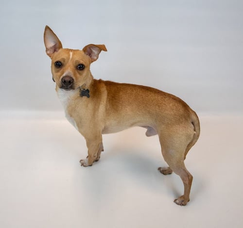 PASCAL - Chihuahua / Terrier available for adoption