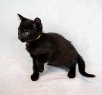Hugo - Photo 4