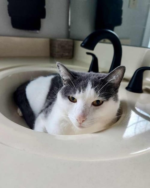 ICEMAN - Domestic Short Hair available for adoption