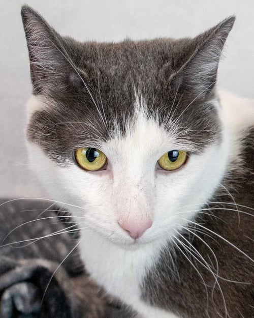 ICEMAN - Domestic Short Hair available for adoption