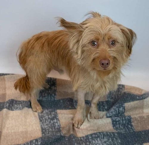 ZACK - Terrier available for adoption