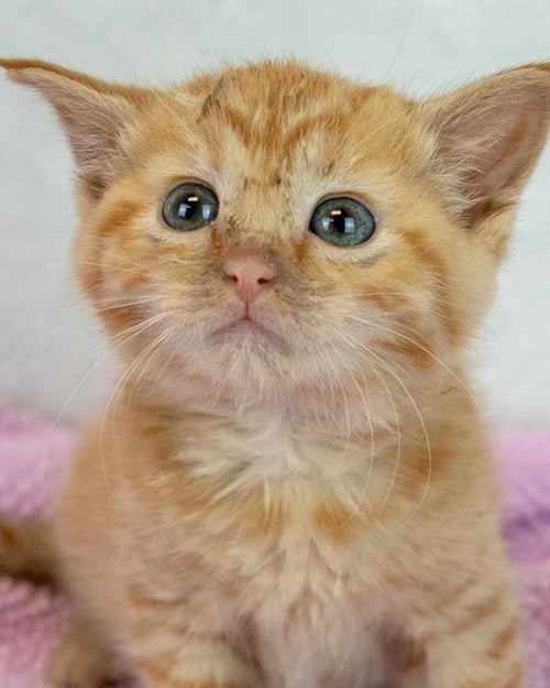 LAUDERDALE - Domestic Short Hair / Tabby available for adoption