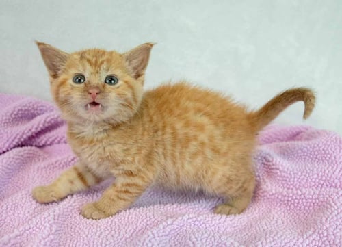 LAUDERDALE - Domestic Short Hair / Tabby available for adoption