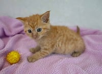 Lauderdale - Photo 3